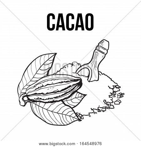Hand drawn heap of cocoa powder with a wooden scoop and ripe cacao fruit, sketch vector illustration isolated on white background. Colorful illustration of cacao fruit and ground cocoa powder