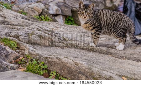 Black and white tabby cat standing on a large bolder