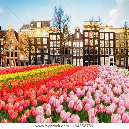 Facades of dutch houses over canal with fresh tulip flowers, Amstardam, Netherlands