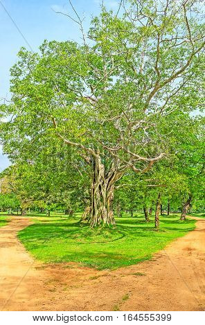 The Garden Of Jetavana Vihara