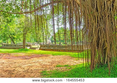 The Shady Tree