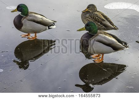 Mallard ducks standing together on a frozen lake