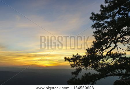The silhouette scene of pine tree at the LOMSAK cliff between the sunset