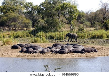 An elephant strolls by a sleeping herd of hippopotamus