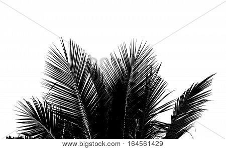 Abstract white and black coconut leaf on white background.
