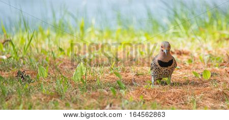 Happy North American Yellow Shafted Flicker - Colaptes auratus -  on the woodland floor in spring hunting for grubs in the ground.