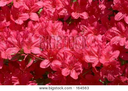 Azalea