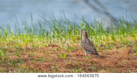 Happy North American Yellow Shafted Flicker - Colaptes auratus -  on the woodland floor in spring hunting for grubs in the ground.