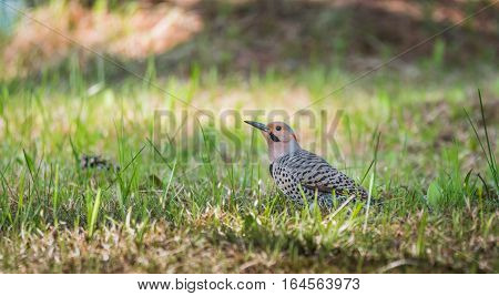 Happy North American Yellow Shafted Flicker - Colaptes auratus -  on the woodland floor in spring hunting for grubs in the ground.