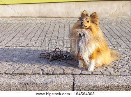 Shetland Sheepdog sits with a leash on street