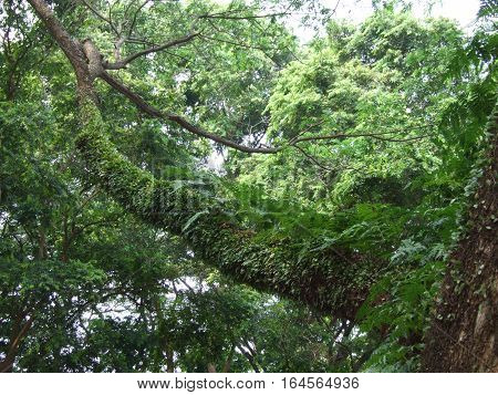 Davallia fern attach on tree in rain forest