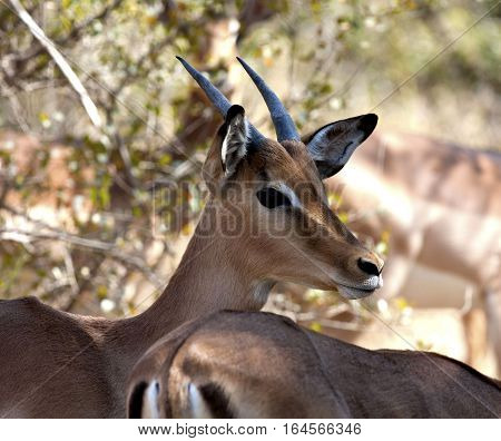 An alert Impala Buck stands guard with his herd.