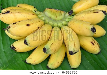 Bunch of bananas on fresh banana leaf background