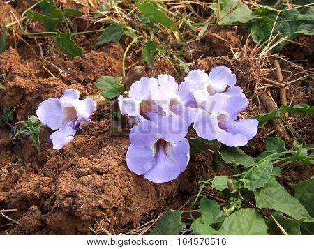 Thunbergia flower at tropical garden in Thailand