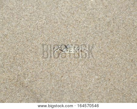 tiny Ghost crab on the beach in Thailand