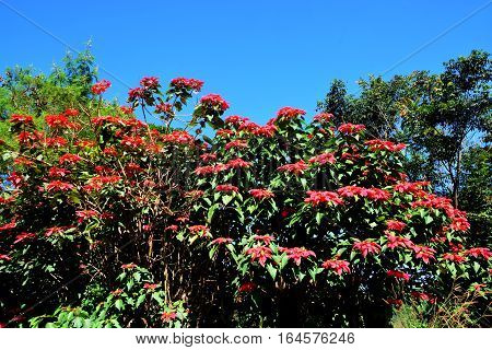 Christmas star or Poinesettia Red poinsettia flowers (Euphorbia pulcherrima)