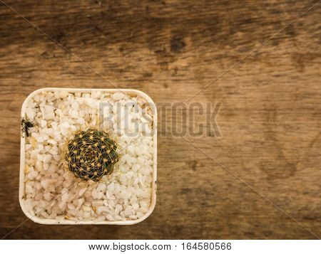 Succulent or Cactus in pot wooden background top view