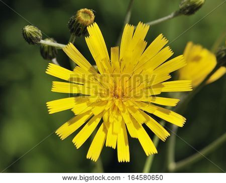 Spotted Hawkweed - Hieracium maculatum Closeup of flower