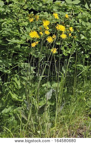 Spotted Hawkweed - Hieracium maculatum Yellow Wild Flower