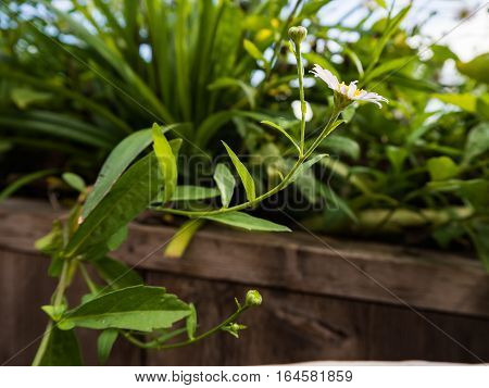 flower with leaf in the wooden pot