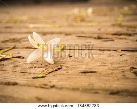 White flower on the wooden plate, sunset light