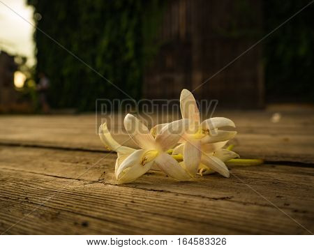 White flower on the wooden plate, sunset light