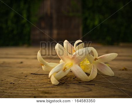 White flower on the wooden plate, sunset light