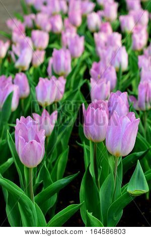 PinkTulip. Beautiful bouquet of tulips. colorful tulips. tulips in springcolourful tulip