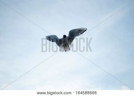 the seagull flying on the sky aerialists havatum on the fly