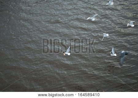 the seagull flying on the sky aerialists havatum on the fly