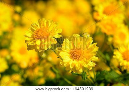 Chrysanthemum indicum Linn flowers. Or Chrysanthemum morifolium Ramat flowers in plantation