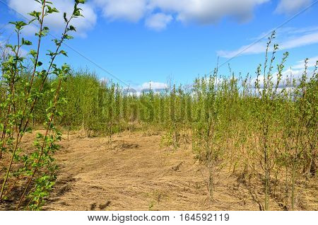 Fields near the garden in the morning Russia