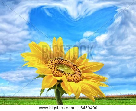 Zonnige Power - zonnebloem op blauw hart