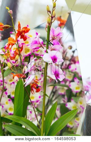 holiday background with close up white and purple orchid flowers and reflection