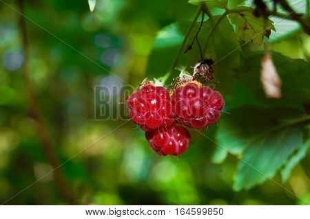Wild raspberry in a forest in summer