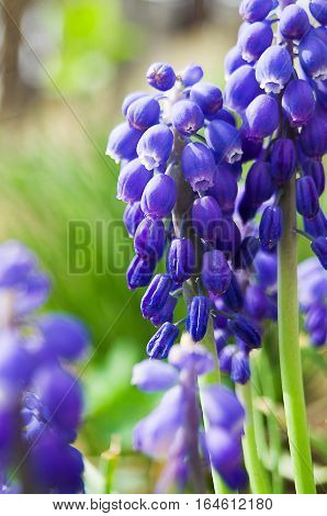 muskari small spring flowers bloom in spring outdoors in nature