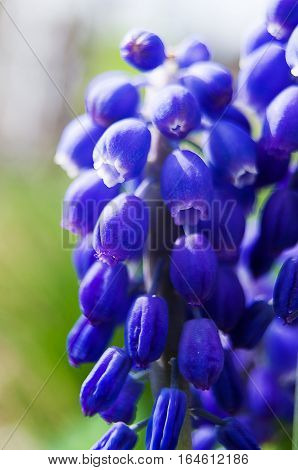 muskari small spring flowers bloom in spring outdoors in nature