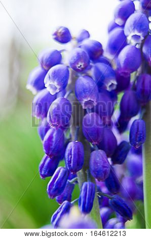 muskari small spring flowers bloom in spring outdoors in nature