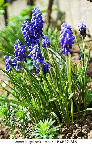 muskari small spring flowers bloom in spring outdoors in nature