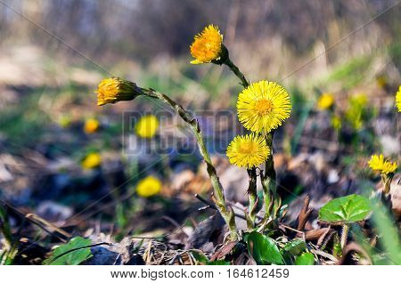 Small yellow flowers mother and stepmother bloom outdoors in spring nature