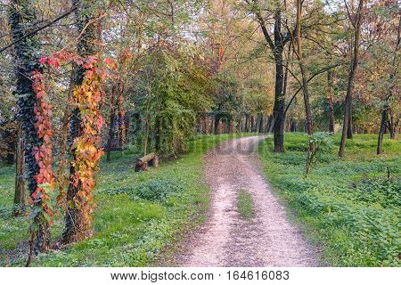 Pedestrian and bicycle track along the Lambro river Monza Brianza Lombardy Italy) at fall. Woods