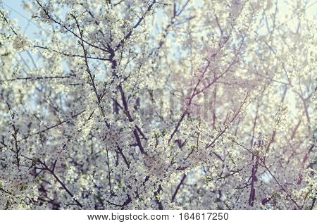 White Tree Flowers Of Prunus Cerasifera.