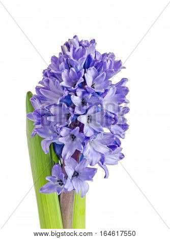 Blue Hyacinthus Orientalis Flowers, Green Leaves, Isolated On White Background, Close Up