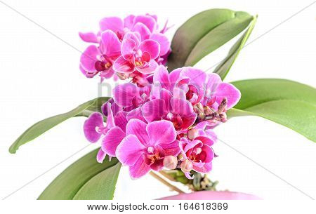 Purple, Pink Orchids Flowers, Orchidaceae, Phalaenopsis Known As The Moth Orchid, Abbreviated Phal.