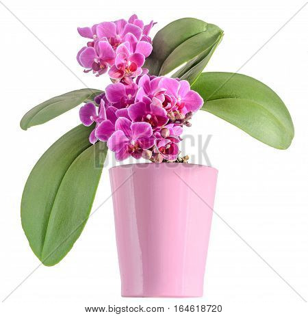 Purple, Pink Orchids Flowers, Orchidaceae, Phalaenopsis Known As The Moth Orchid, Abbreviated Phal.