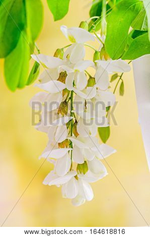 Robinia Pseudoacacia Tree Flowers, Know As Black Locust, Genus Robinia, Family Fabaceae, Bokeh Backg