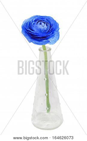 Blue Eustoma russellianum flower in a vase, close up