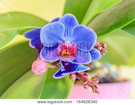 Blue Orchid Flower With Red Pistils