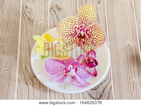 Colored Orchid Flowers In A White Plate