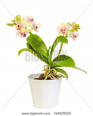 Yellow Orchid Flowers, Red Pistils, White Vase